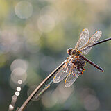Insects